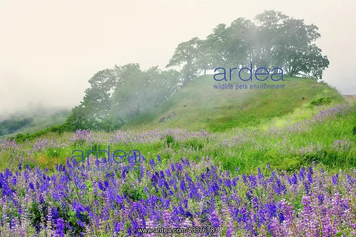 : Purple and blue lupine flowers and tree in fog : Purple and blue lupine flowers and tree in fog