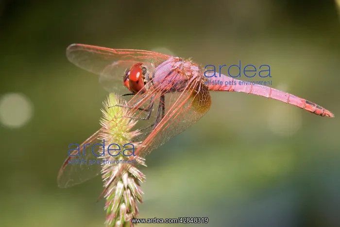 : Purple Blushed Darter Dragonfly : Purple Blushed Darter Dragonfly