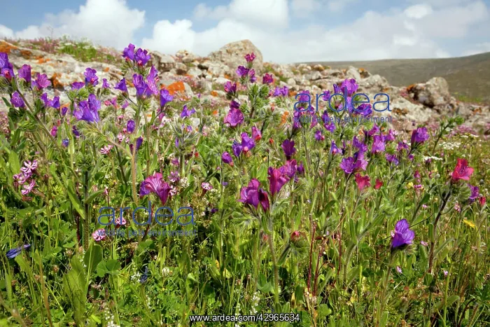 : Purple Bugloss : Purple Bugloss