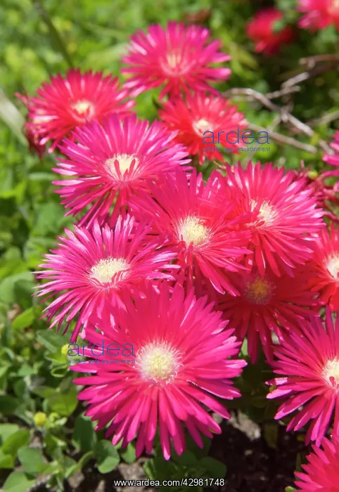 : Purple Carpet / Rosea Ice Plant - Flowering : Purple Carpet / Rosea Ice Plant - Flowering