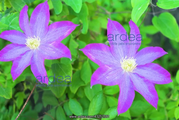 : Purple clematis flowers : Purple clematis flowers