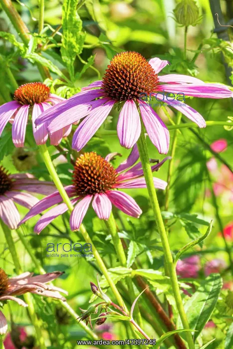 : Purple Cone Flower, Echinacea purpurea Bravado, flowers : Purple Cone Flower, Echinacea purpurea Bravado, flowers