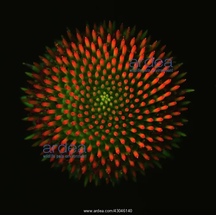 : Purple coneflower : Purple coneflower