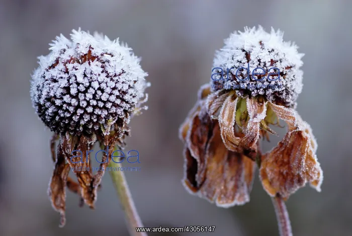 : Purple Coneflower : Purple Coneflower