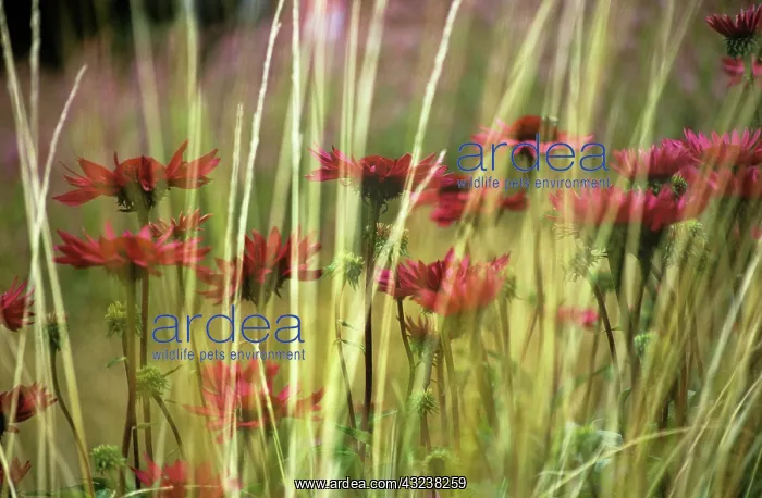 : Purple coneflower : Purple coneflower