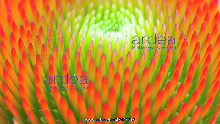 : Purple coneflower, Echinacea purpurea Magnus : Purple coneflower, Echinacea purpurea Magnus