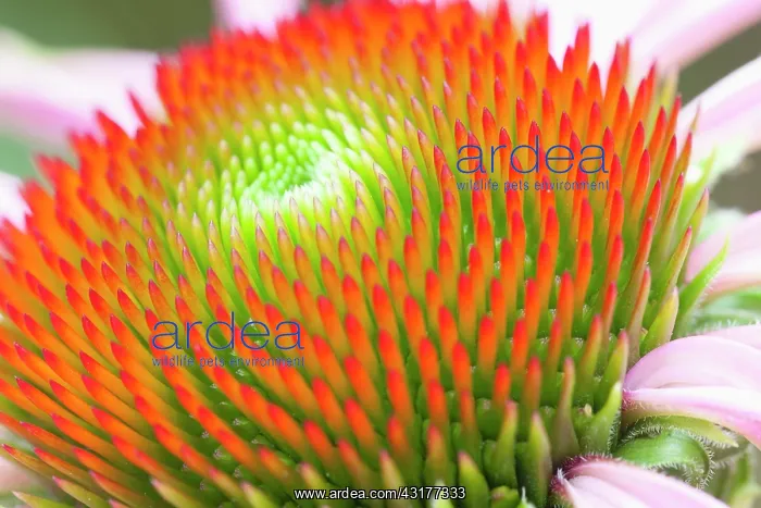 : Purple coneflower, Echinacea purpurea Magnus : Purple coneflower, Echinacea purpurea Magnus