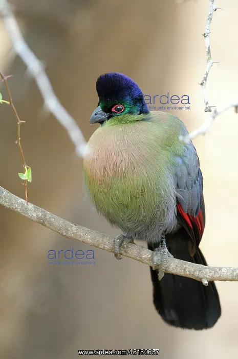 : Purple-crested Turaco : Purple-crested Turaco