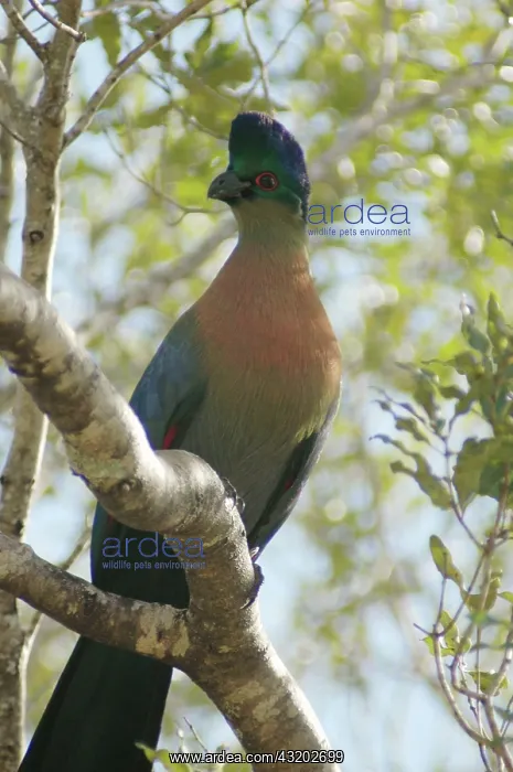 : Purple-crested Turaco - Hluhluwe Imfolozi Park : Purple-crested Turaco - Hluhluwe Imfolozi Park