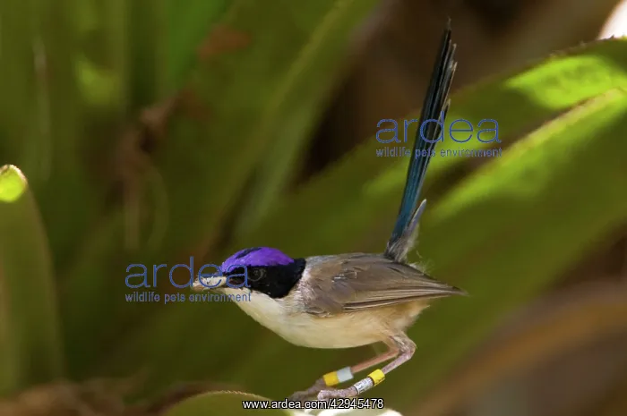  : Purple-crowned Fairy-wren male