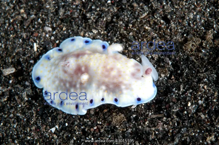 : Purple-dotted Chromodoris Nudibranch : Purple-dotted Chromodoris Nudibranch