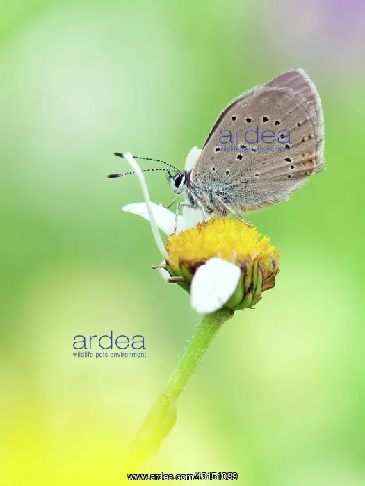 : Purple-edged Copper : Purple-edged Copper