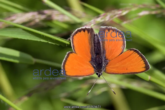 : Purple-edged Copper : Purple-edged Copper