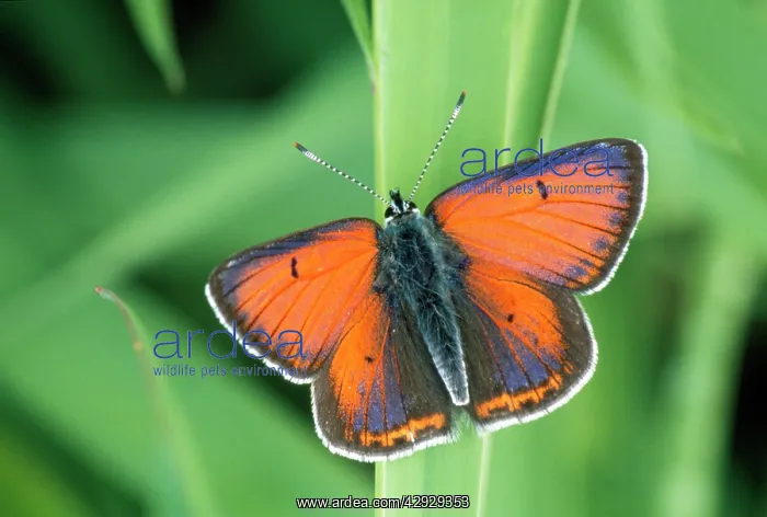 : Purple-edged Copper BUTTERFLY - resting : Purple-edged Copper BUTTERFLY - resting