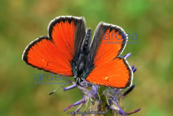 : Purple-edged Copper male : Purple-edged Copper male