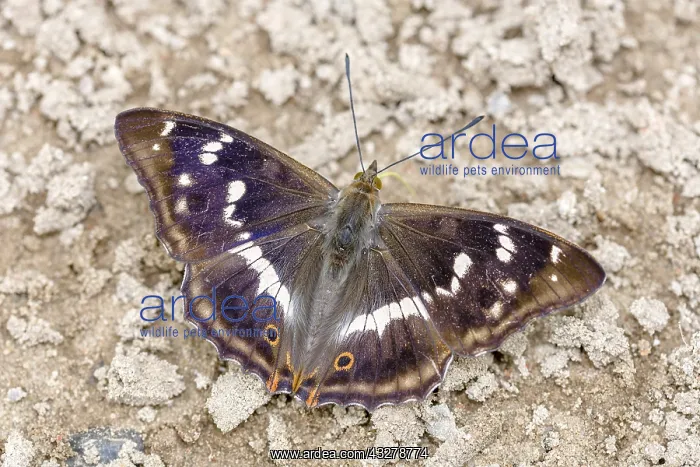 : Purple Emperor (Apatura iris) close-up licking : Purple Emperor (Apatura iris) close-up licking