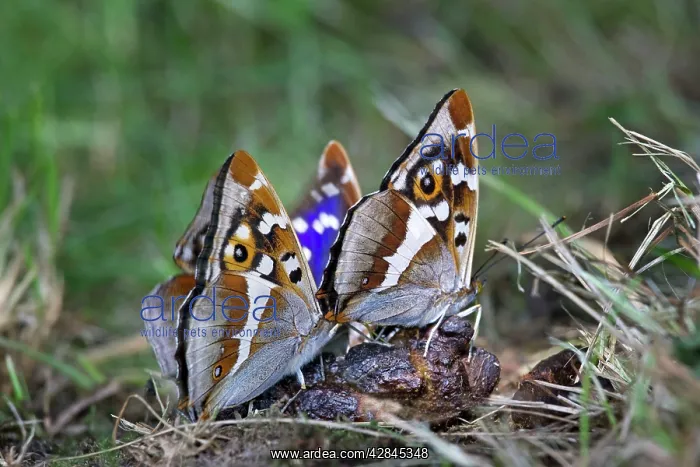 : Purple Emperor Butterflies : Purple Emperor Butterflies