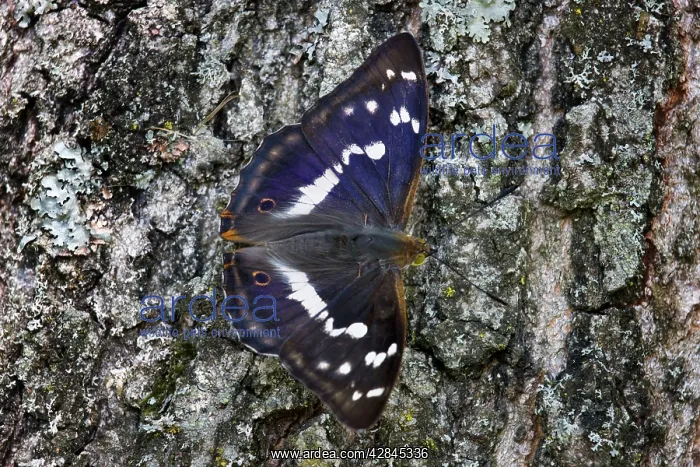 : Purple Emperor Butterfly : Purple Emperor Butterfly