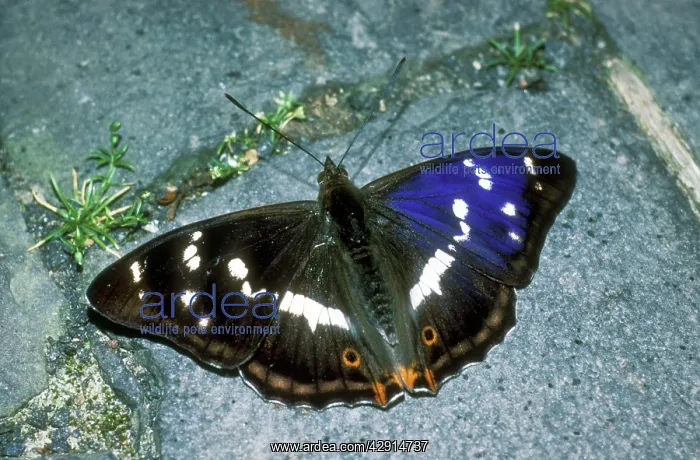 : Purple Emperor BUTTERFLY : Purple Emperor BUTTERFLY