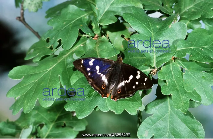 : Purple Emperor Butterfly - male on oak leaves : Purple Emperor Butterfly - male on oak leaves