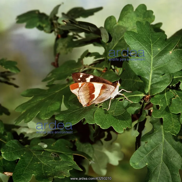 : Purple Emperor BUTTERFLY - showing underside of wings : Purple Emperor BUTTERFLY - showing underside of wings