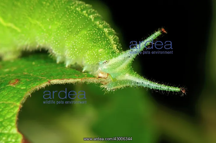 : Purple Emperor caterpillar : Purple Emperor caterpillar