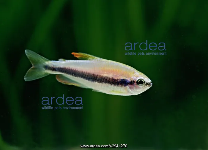 : Purple emperor tetra - side view, tropical freshwater : Purple emperor tetra - side view, tropical freshwater