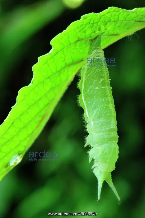  : Purple Emperor transformation from caterpillar to