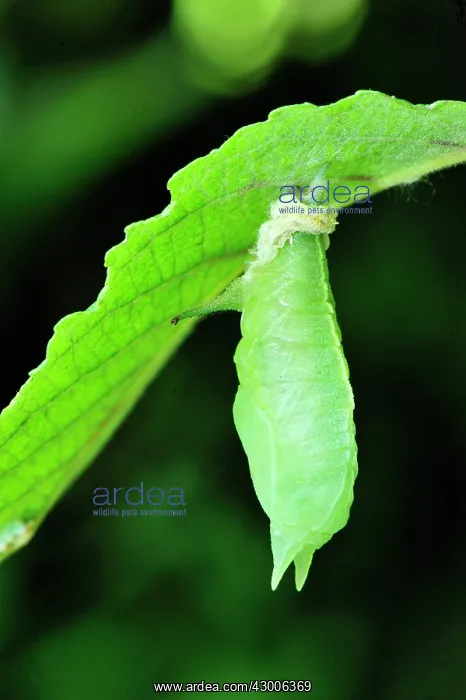 : Purple Emperor transformation from caterpillar to : Purple Emperor transformation from caterpillar to
