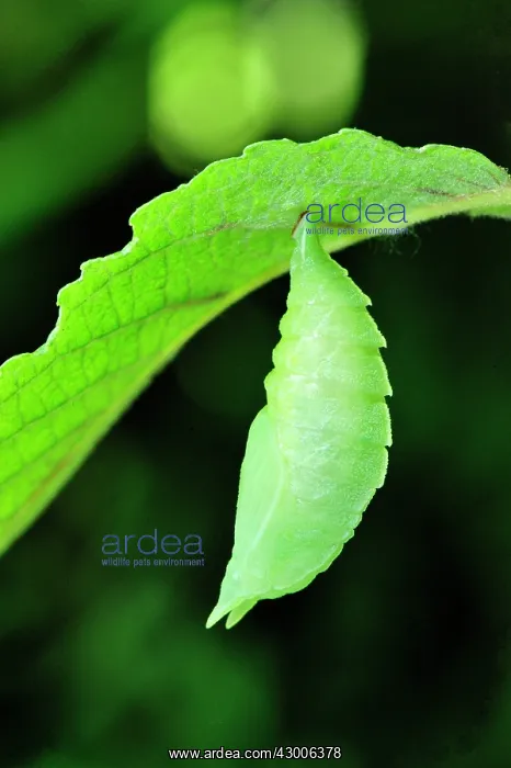 : Purple Emperor transformation from caterpillar to : Purple Emperor transformation from caterpillar to