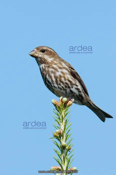  : Purple Finch