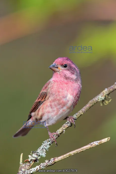 : Purple Finch : Purple Finch
