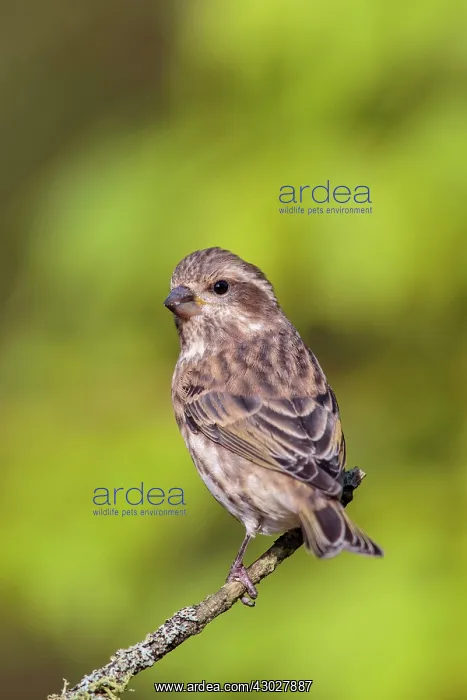 : Purple Finch : Purple Finch