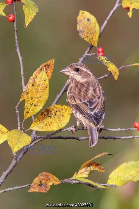 : Purple Finch : Purple Finch