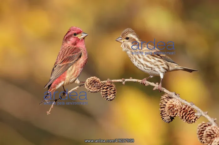 : Purple Finch : Purple Finch