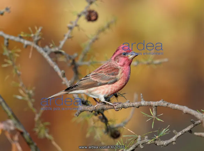 : Purple Finch : Purple Finch