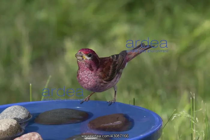 : Purple Finch : Purple Finch