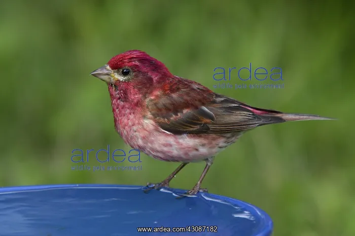 : Purple Finch : Purple Finch