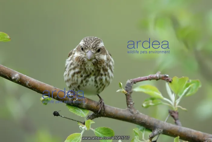 : Purple Finch : Purple Finch