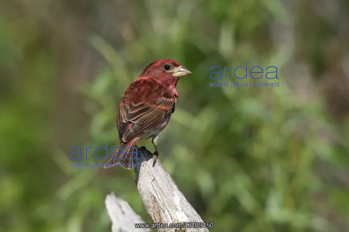 : Purple Finch : Purple Finch