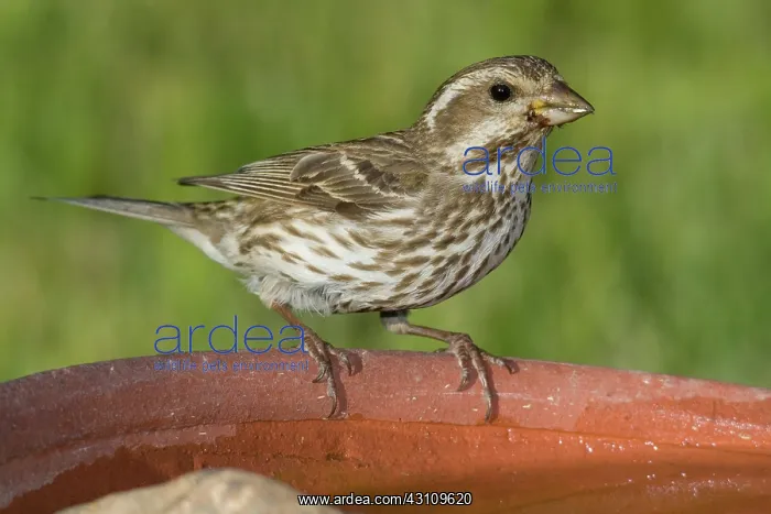 : Purple Finch : Purple Finch