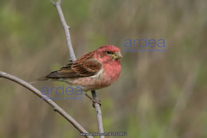 : Purple Finch : Purple Finch