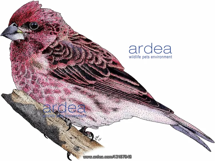 : Purple finch : Purple finch