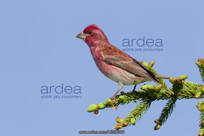 : Purple Finch - adult male - spring : Purple Finch - adult male - spring