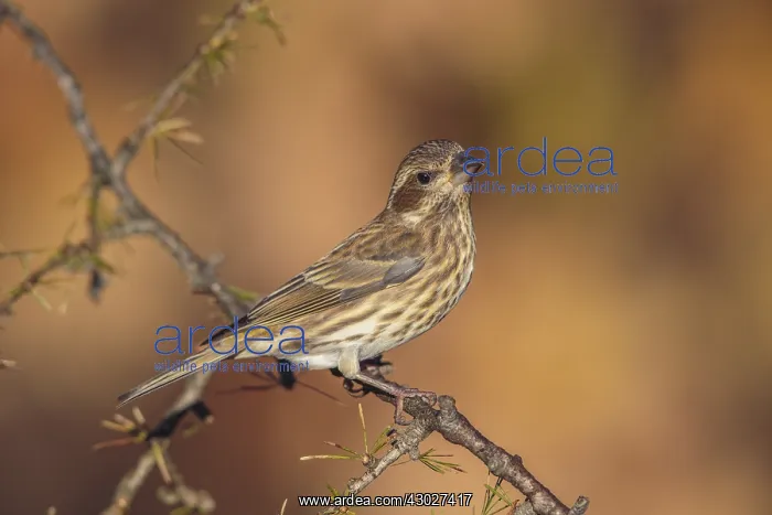  : Purple Finch Carpodacus purpureus