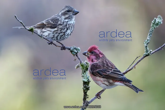 : Purple Finch, Carpodacus purpureus. Male and Female. Late Fa : Purple Finch, Carpodacus purpureus. Male and Female. Late Fa