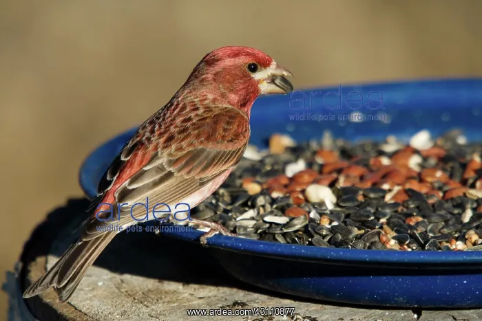  : Purple Finch Male