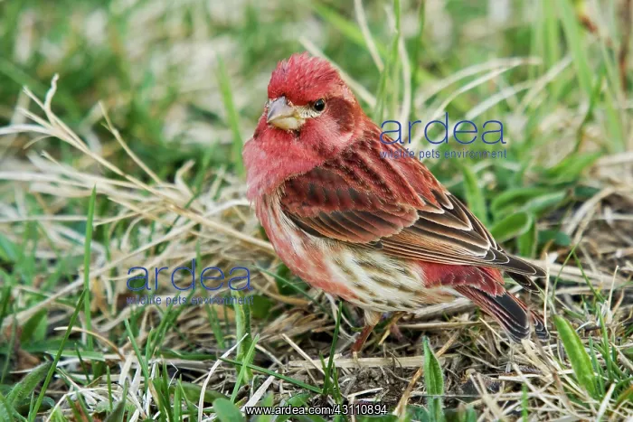 : Purple Finch Male : Purple Finch Male