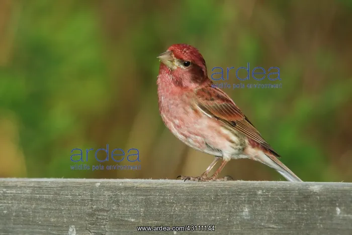 : Purple Finch Male : Purple Finch Male