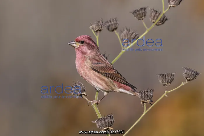  : Purple Finch in Winter